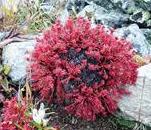 Родиола холодная (красная щётка) растет исключительно в горном Алтае