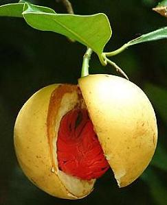 Плод мускатника (мускатный орех)