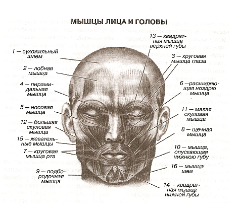 мышцы лица и головы
