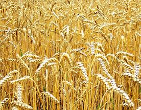 Пшеница - важнейшая продовольственная культура, занимающая первое место в Российском и мировом производстве зерна