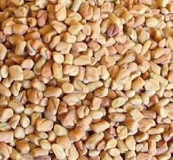 Шамбала - семена пажитника сенного