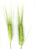 Полбяная пшеница и западная спельта - это одно растение