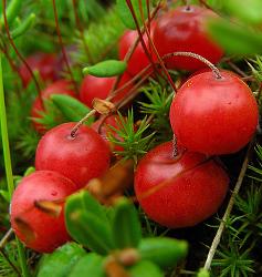 Клюква, единственная ягода, которая может храниться в свежем виде до следующего урожая.